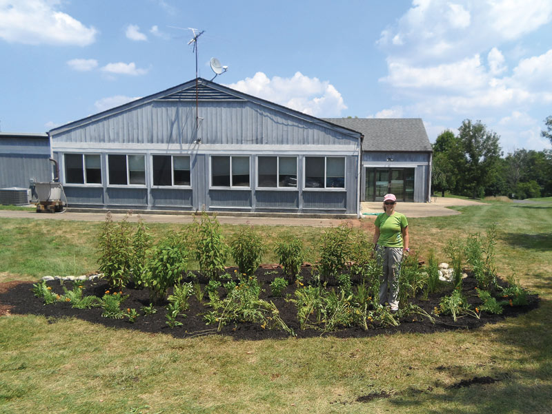 Rain garden to the rescue