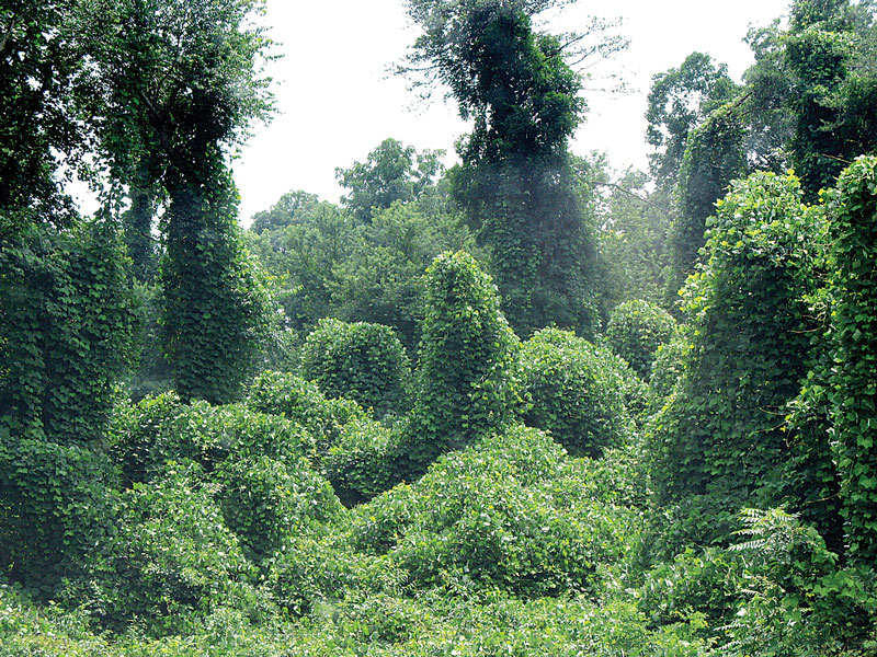 Kudzu