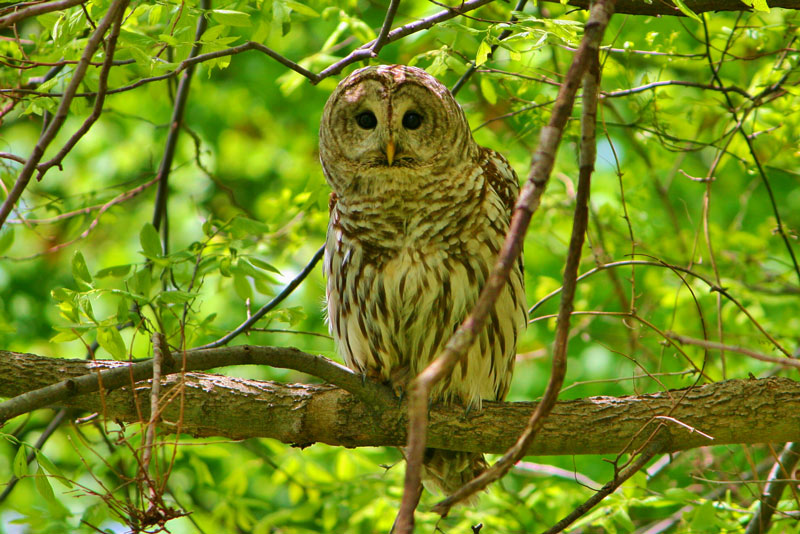 BioBlitz golf course