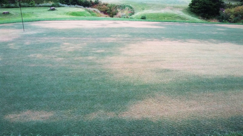 Nematode turfgrass damage