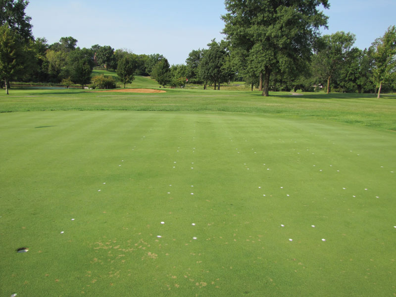 Dollar spot creeping bentgrass