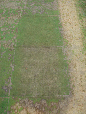 Microdochium patch on annual bluegrass putting green