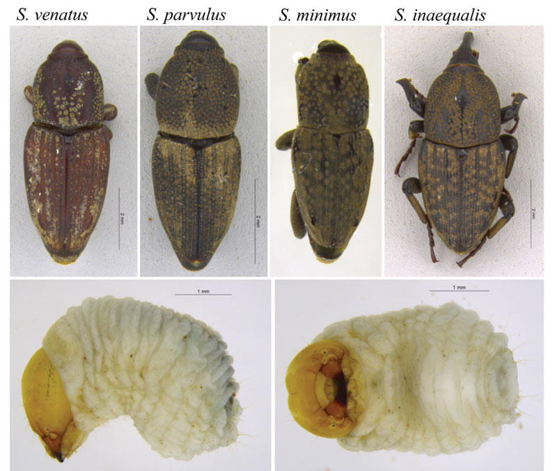 Midwestern billbugs