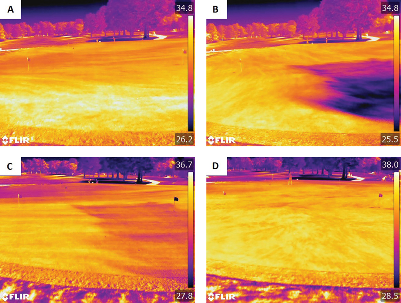 Syringing turfgrass canopy