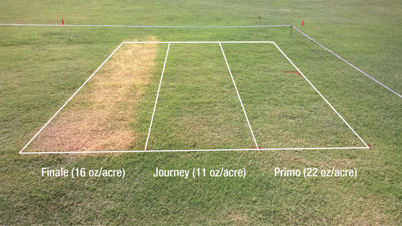 Bermudagrass rough phytotoxicity