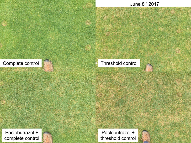 Poa annua control creeping bentgrass