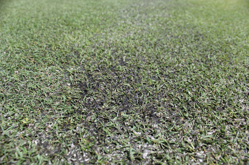 Algal crust creeping bentgrass