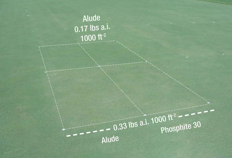 Phosphites turfgrass