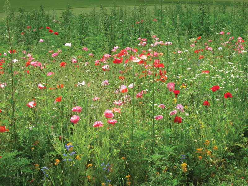 Golf course pollinator habitat