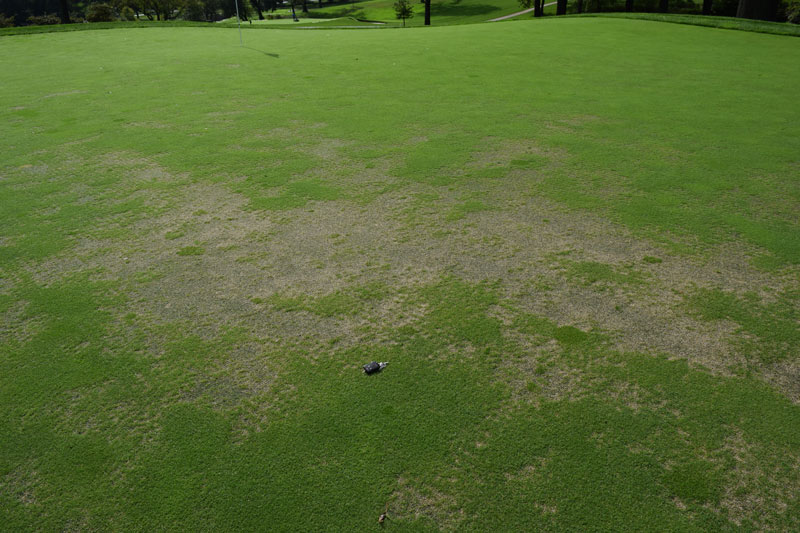 Nematode damage