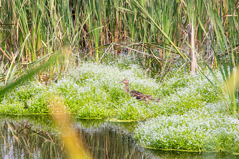Salmon Arm Golf Club showcases environmental stewardship Golf course duck