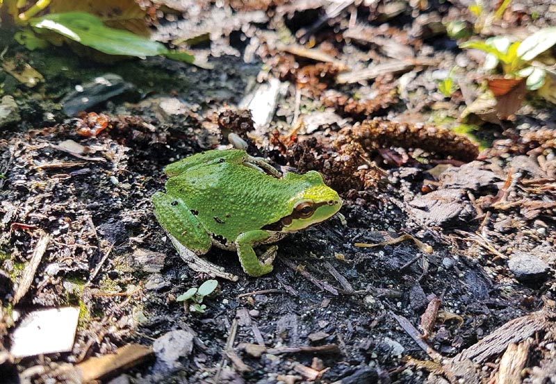 Pacific green tree frog