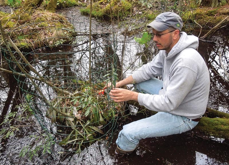 Shore Gate Golf Club a boon to rare bloom Swamp pink conservation