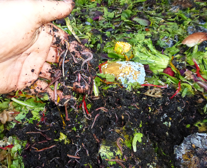 vermicomposting