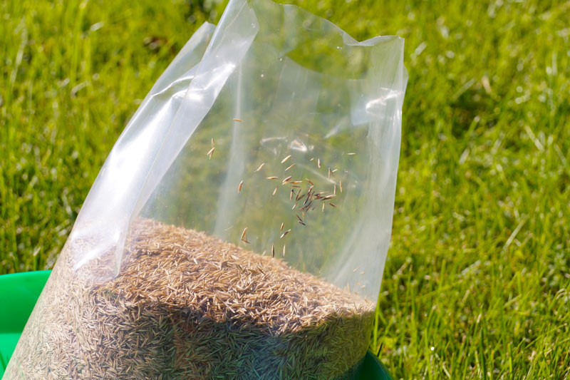 Inside golf’s grass seed shortage Turfgrass seed shortage