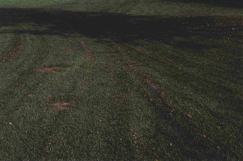 Mulch fall leaves into turfgrass Mulching turf leaves