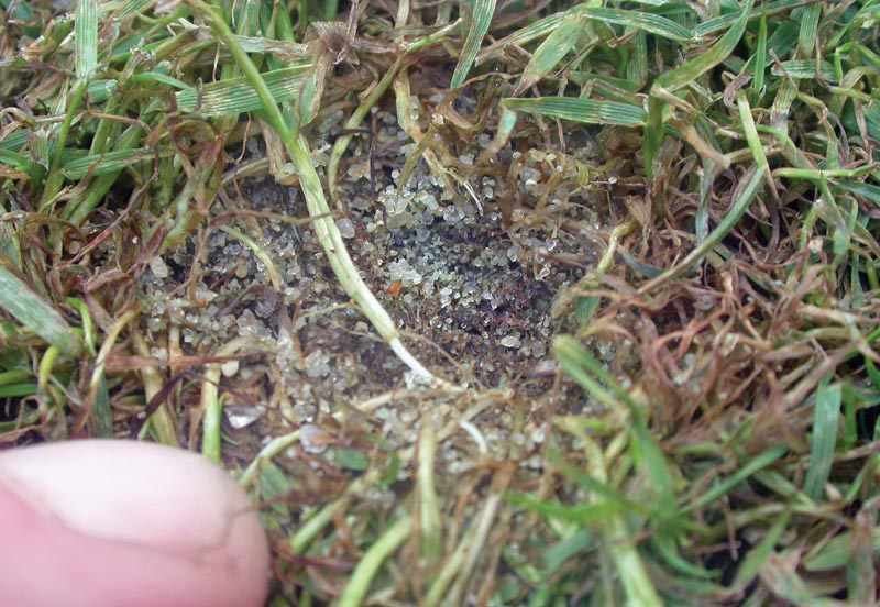13 tips for better putting green collars Creeping bentgrass collar