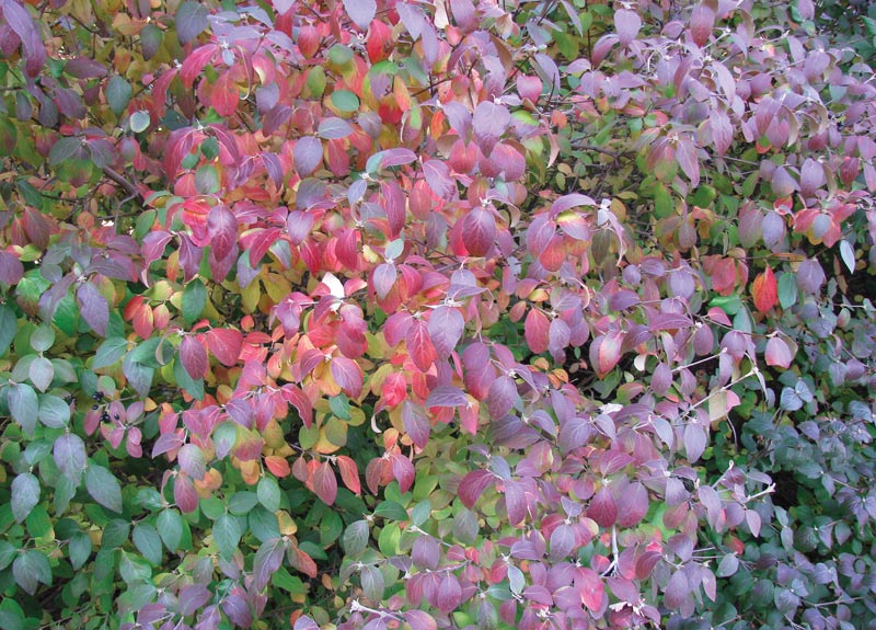 Golf course landscaping for fall Blackhaw fall shrub