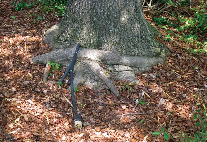 Preventing damage to golf course ornamentals Girdled tree roots