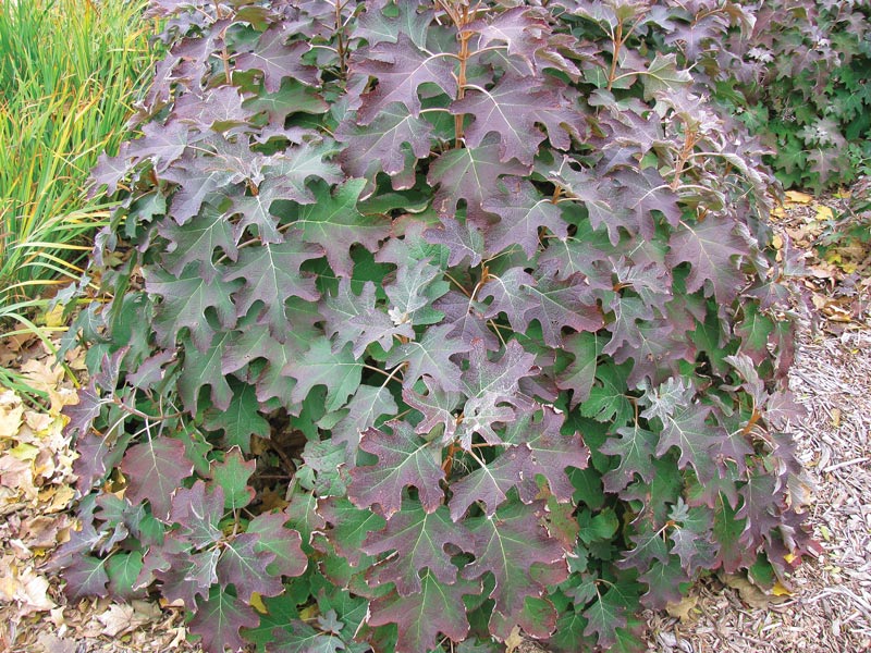 Golf course landscaping for fall Oakleaf hydrangea leaves