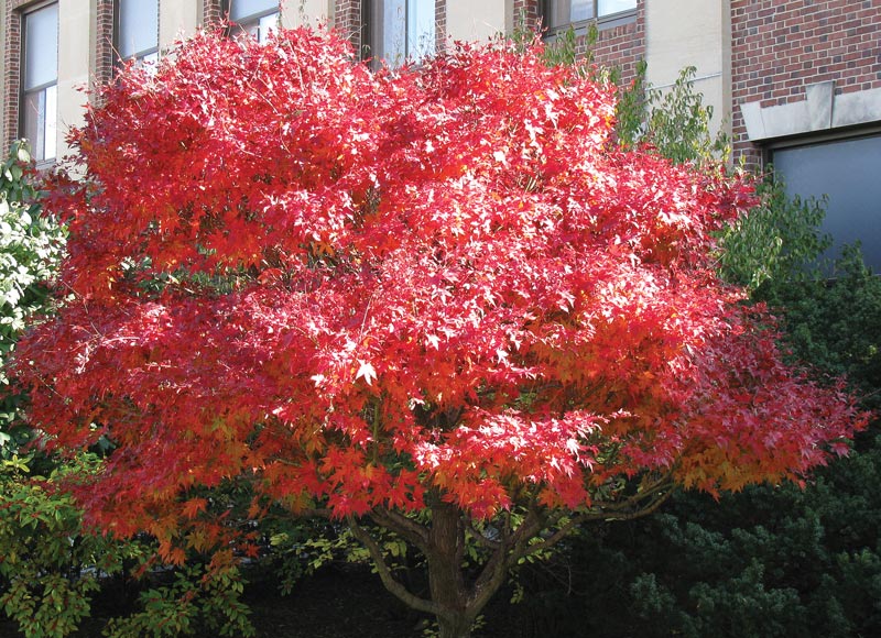 Golf course landscaping for fall Red fall landscaping