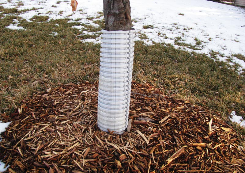 Preventing damage to golf course ornamentals Tree collar