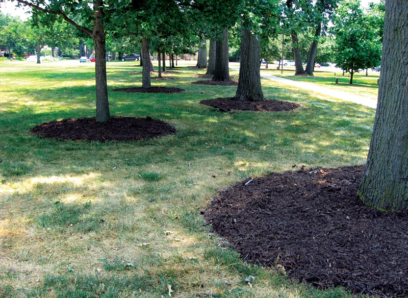 Preventing damage to golf course ornamentals Tree mulch