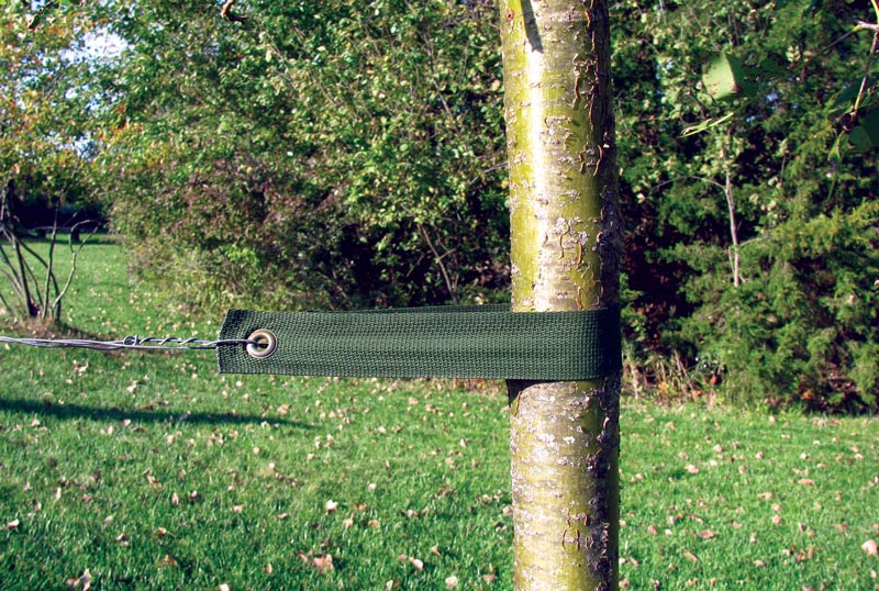 Preventing damage to golf course ornamentals Tree staking