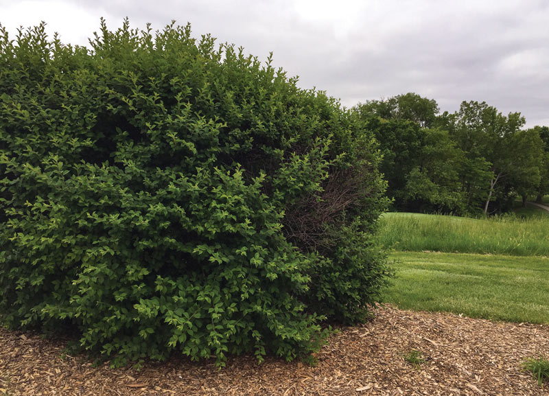 Tips to improve hedges on the golf course Dead space hedge