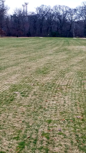 An unconventional golf course overseed Fairway overseeding
