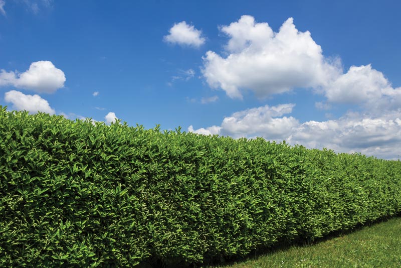 Tips to improve hedges on the golf course Hedge maintenance