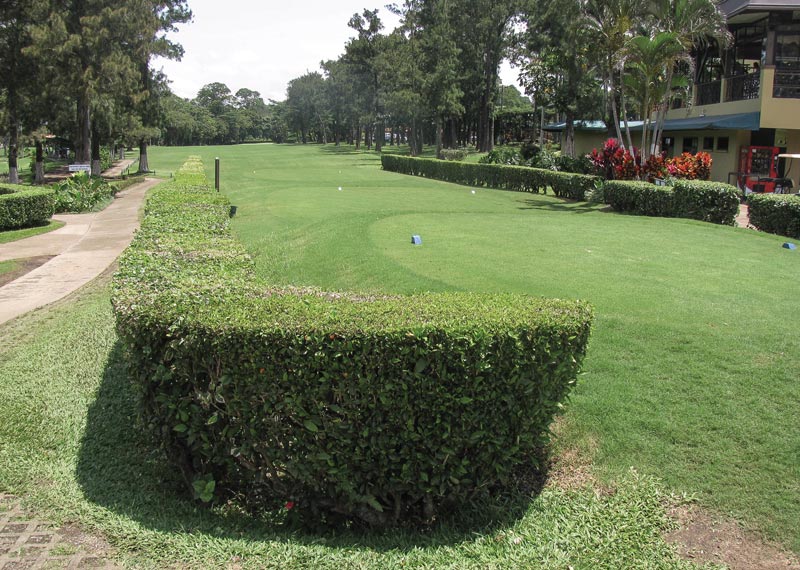 Tips to improve hedges on the golf course Hedge shearing