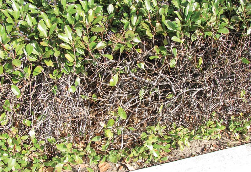 Tips to improve hedges on the golf course Knotty hedge