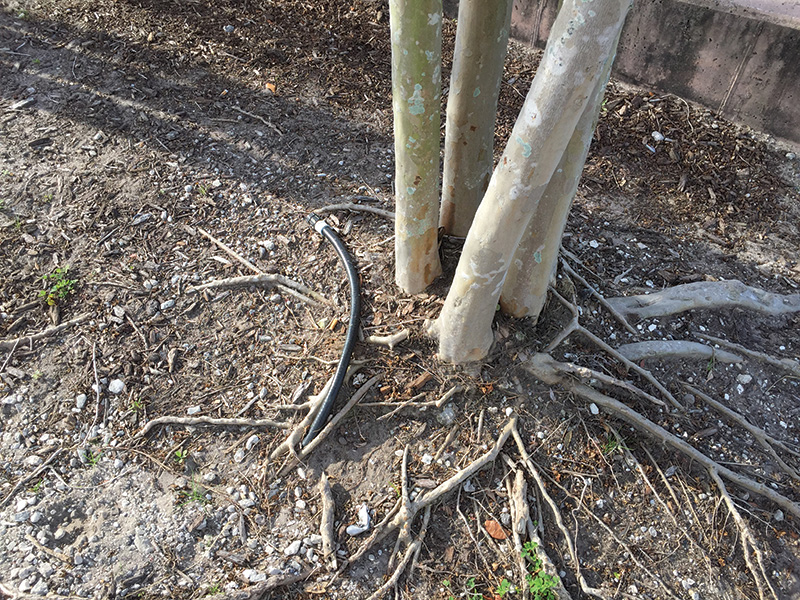 illustration of tree roots