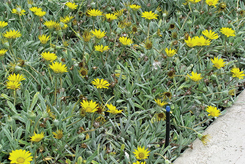 Aerial view of Ghost Creek golf course