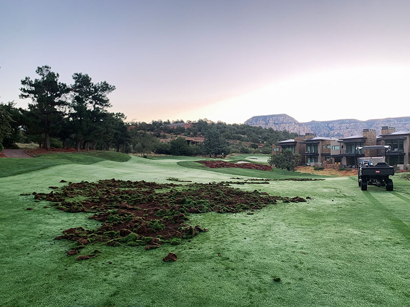 Photo of javelina damage at Seven Canyons Golf Club
