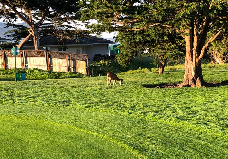 Gallery: The 2019 U.S. Open Pebble Beach deer