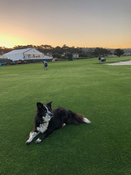 Gallery: The 2019 U.S. Open Pebble Beach dog