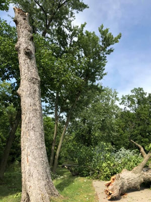 Iowa derecho: Superintendents recount storm, damages Derecho tree damage