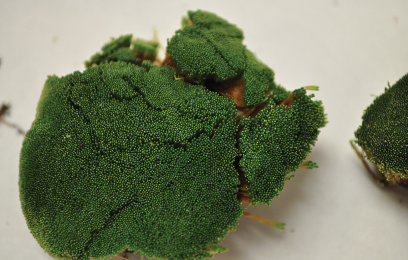 Managing silvery-thread moss in golf course greens Golf course silvery-thread moss