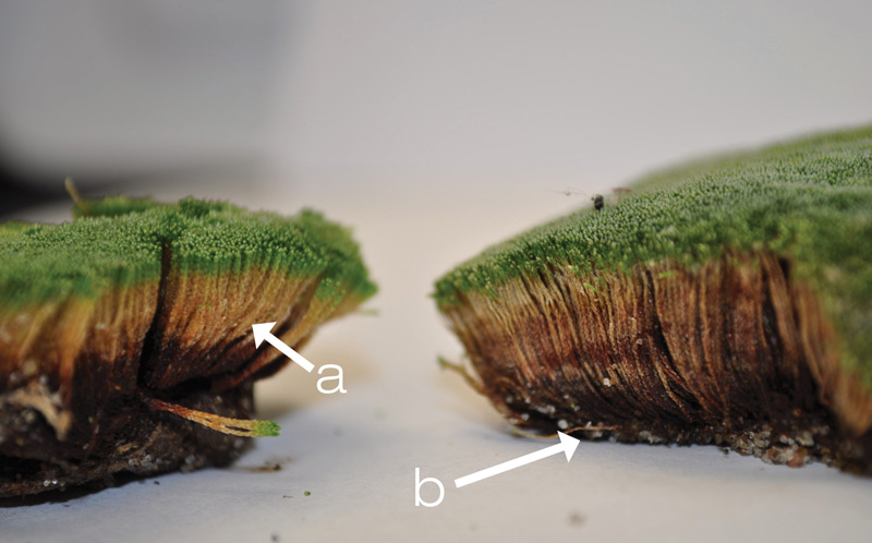 Managing silvery-thread moss in golf course greens Silvery thread moss gametophyte