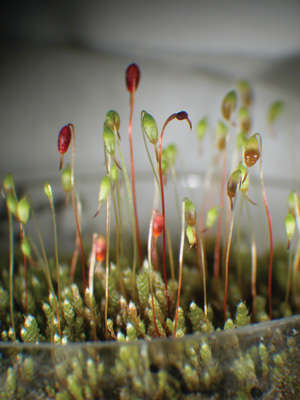 Managing silvery-thread moss in golf course greens Silvery-thread moss spores