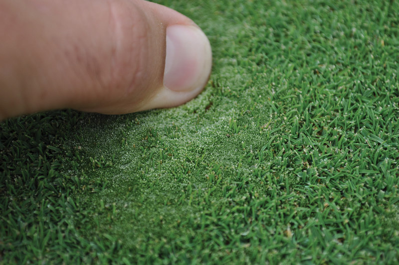 Managing silvery-thread moss in golf course greens Silvery-thread moss turf