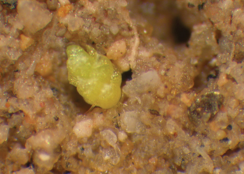 Managing silvery-thread moss in golf course greens Turfgrass silvery-thread moss