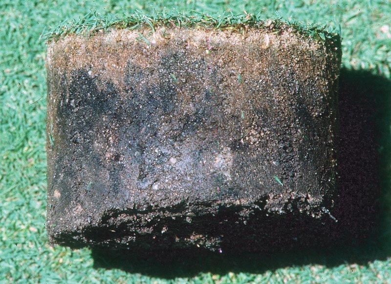 Black layer in turf