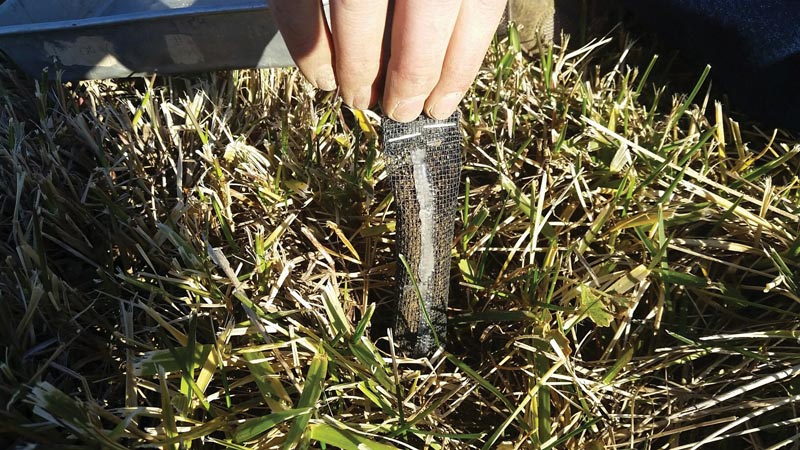 Annual bluegrass weevil overwintering in golf course natural areas ABW research