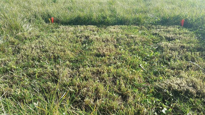 Annual bluegrass weevil overwintering in golf course natural areas Annual bluegrass weevil mowing