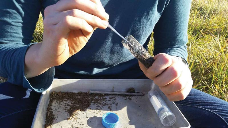 Annual bluegrass weevil overwintering in golf course natural areas Annual bluegrass weevil research