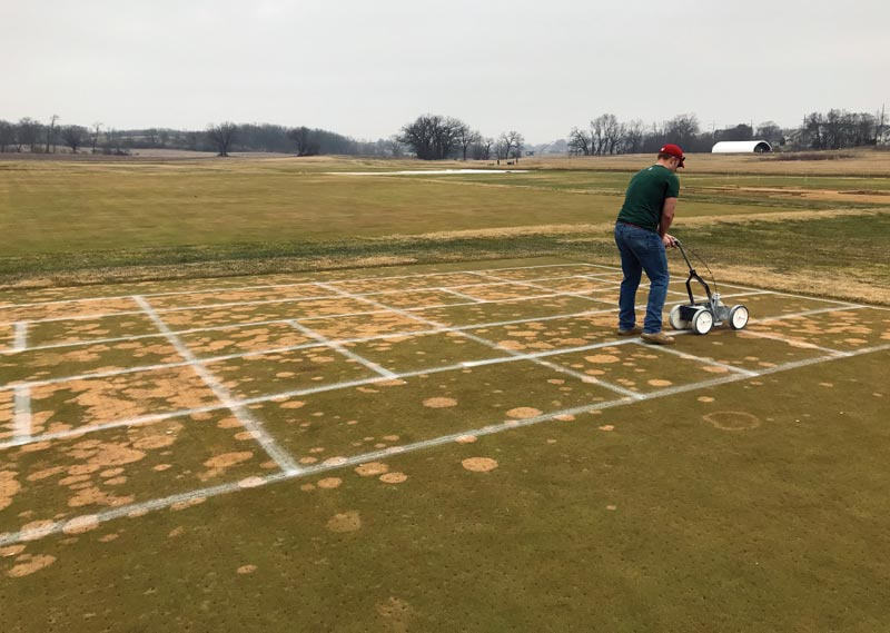 Effects of potassium on a bentgrass green Bentgrass potassium