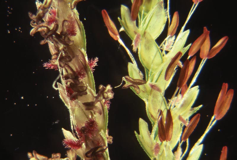 Bermudagrass: Know your hybrids Bermudagrass anthers